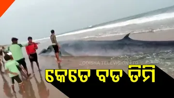 ତିମିକୁ କେମିତି ଲାଗିଲା ଆଘାତ ?