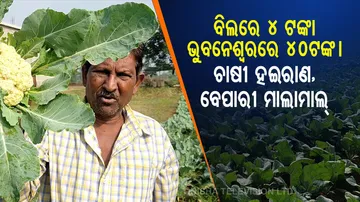 ଚାଷ ଜମିରେ କୋବି ନଷ୍ଟ ହେଉଛି