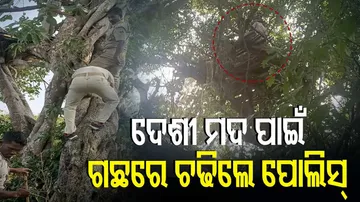 ଗଛ ଉପରେ ଥିଲା ଦେଶୀ ମଦ