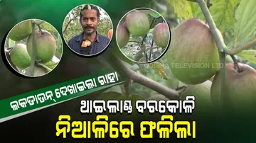 ଲକଡାଉନରେ ଲଗାଇଥିଲେ ଥାଇଲାଣ୍ଡ ବରକୋଳି, ଏବେ ତୋଳି ବିକୁଛନ୍ତି…