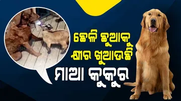 ସ୍ନେହ ସାମ୍ନାରେ ସମସ୍ତେ ସମାନ, ଛେଳି ଛୁଆକୁ କ୍ଷୀର ଖୁଆଉଛି ମାଆ କୁକୁର