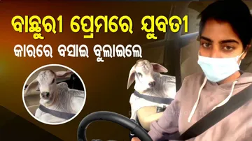 କଅଁଳା ବାଛୁରୀକୁ କାରରେ ବସାଇ ବୁଲାଇଲେ ଯୁବତୀ