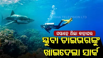 ଆଉ ୭ ଦିନ ଥିଲା ବାହାଘର, ସ୍କୁବା ଡ୍ରାଇଭରଙ୍କୁ ଖାଇଦେଲା ସାର୍କ... ପାଲିଙ୍କି ବଦଳରେ ଉଠିଲା କୋକେଇ