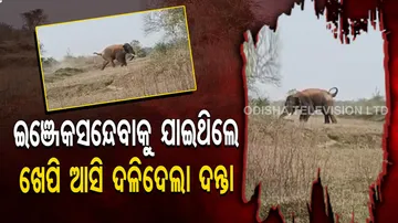 ଦନ୍ତାକୁ ଇଞ୍ଜେକସନ୍‌ ଦେବାକୁ ଯାଇଥିଲେ, ଖେପି ଆସି ଦଳିଦେଲା ଦନ୍ତା