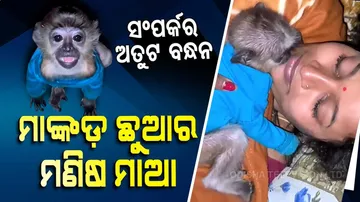 ମାଙ୍କଡ଼ ଛୁଆର ମଣିଷ ମାଆ... କୋଳରେ ଶୋଉଛି, ଗେଲ ହୋଇ କ୍ଷୀର ପିଉଛି...