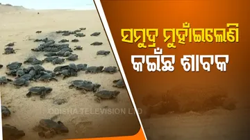 ଏବେ ଘରକୁ ଫେରିବା ବେଳ ସମୁଦ୍ର ମୁହାଁ ଅଲିଭ୍ ରିଡଲେ