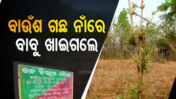 ବାଉଁଶ ଗଛ ନାଁରେ ବାବୁ ଖାଇଗଲେ