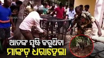 ଶେଷରେ ଧରାହେଲା ଆତଙ୍କ ସୃଷ୍ଟିକାରୀ ମାଙ୍କଡ ଧରାହେଲା