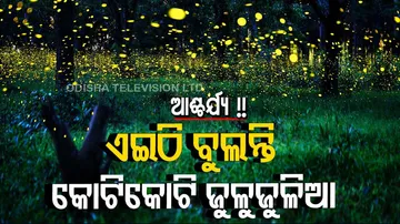 ଗୋଟିଏ ଜାଗାରେ କୋଟି କୋଟି ଜୁଳୁଜୁଳିଆ ପୋକ: ଝଲସୁଛି ପୂରା ଅଞ୍ଚଳ...