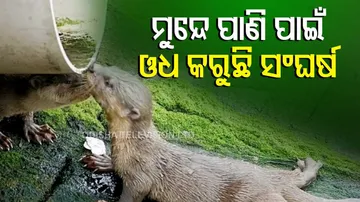 ମଣିଷ ବୁଝିଲାନି, ଓଧ ବୁଝିଲା ପାଣିର ମହତ...