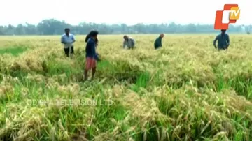 ‘ଫୋନି’ ପ୍ରଭାବରେ ବ୍ୟାପକ ଧାନ ଫସଲ ନଷ୍ଟ