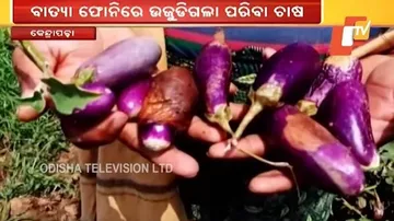 ‘ଫୋନି’ ପ୍ରଭାବରେ ଉଜୁଡ଼ିଗଲା ପରିବା ଚାଷ