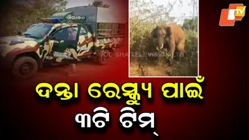 Three Special Teams Formed to Rescue and Tranquilise Injured Tusked Elephant in Chandaka