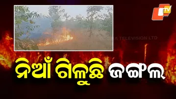 Forest Fires Destroy 4,609 Hectares in Odisha; Minister Tables Data in Assembly
