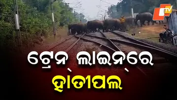 Herd of 30 Elephants Seen Crossing Railway Track in Balangir’s Turekela