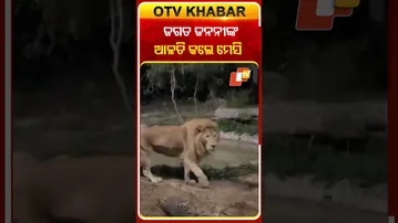 ବନ୍‌ତାରାରେ ମା’ ଜଗତ୍‌ଜନନୀଙ୍କ ଆଳତି କଲେ ମେସି #OTVShorts #Vantara #Messie