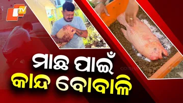 Special Story: Family in Balasore Mourns 20-Year-Old Giant Gourami Pet, Buries It with Rose Plant