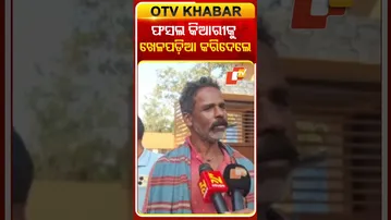 ଫସଲ କିଆରୀକୁ ଦଳି ଚକଚି ପଡ଼ିଆ କରିଦେଲେ...#Elephant #CropsLoss #Vegetables #Athagarh #Cuttack #OTVShorts