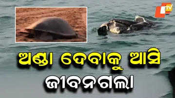 Olive Ridley Turtles Found Dead Along Odisha Coast