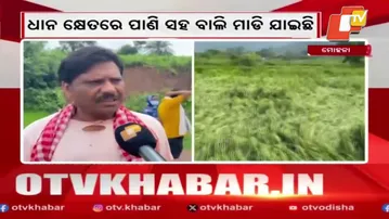 Continuous rain devastates paddy and maize crops in Gajapati district