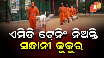 NDRF’s Disaster-Rescue Dogs Undergoing Intensive Training at Thakkolam