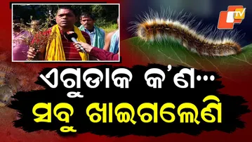 Special Story: Black-Headed Caterpillar Infestation Sparks Fear in Kendrapada Villages