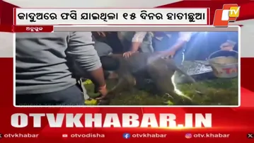 Elephant Calf Separated from Herd; Rescued by Forest Officials
