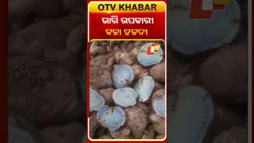 ଭାରି ଉପକାରୀ କଳା ହଳଦୀ  #OTVShorts #OdishaTV #OTV