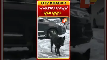 ପ୍ରକୃତିକୁ ଉପଭୋଗ କରୁଛି ବୁଲା କୁକୁର, ସିମ୍‌ଲାରେ ଜଣେ ପର୍ଯ୍ୟଟକଙ୍କ ସହ ICEBallରେ ଖେଳୁଛି  ବୁଲା କୁକୁର