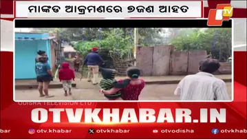 Monkey Menace in Village in Keonjhar: Wild Monkey Attacks Residents at Home