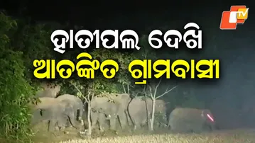 Panic Grips Bonai Tamada Range as 23-Member Elephant Herd Roams Near Villages