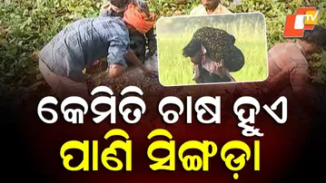 Water Chestnut Season in Full Swing!