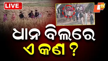 🔴Live | ଧାନ ବିଲରେ ଏ କଣ ? BNS 163 Imposed After Clash Over Paddy Harvesting | Kendrapada | OTV Live