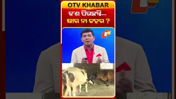 ଆପଣ ଖାଉଥିବା କ୍ଷୀର କେତେ ଉପକାରୀ ? ଯାହାକୁ କ୍ଷୀର ଭାବି ପିଉଛନ୍ତି ତାହା ଜହର ନୁହେଁ ତ? #OTVshorts