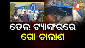 legal Cattle Smuggling in Oil Tanker Foiled on NH-16 in Bhadrak