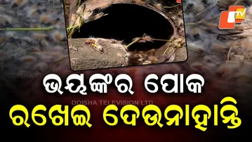 Pest scare grips Kalabuda villages as Kalimundi insects invade homes in Kendrapara