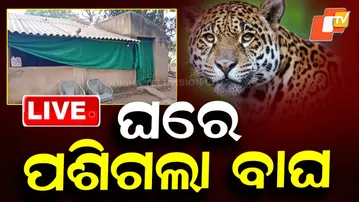 BIG BREAKING | ଘରେ ପଶିଗଲା ବାଘ | Leopard | Man Tiger Conflicts | Narsinghpur | Cuttack | OTV