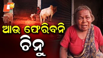 Special Story: The Woman Who Still Cries for Her Lost Cow: A Heartfelt Tale from Subarnapur