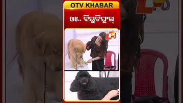 ଓଃ.. ବିୟୁଟିଫୁଲ୍ #DogShow #Bhubaneswar #OTV