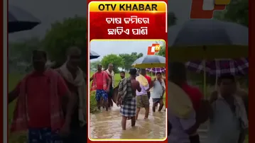 ବାତ୍ୟା ମୋନ୍ଥା ପ୍ରଭାବରେ ପ୍ରବଳ ବର୍ଷା ଚାଷ ଜମିରେ  ଛାତିଏ ପାଣି ଚିନ୍ତାରେ ଚାଷୀ #OTVShorts #farmerstension