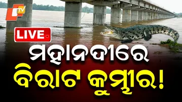 LIVE | ମହାନଦୀରେ ବିରାଟ କୁମ୍ଭୀର | Crocodile Spotted In Mahanadi River | Breaking News | OTV
