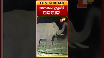 ଅନ୍ଧାରରେ ଗାଁ ଭିତରେ ବୁଲୁଛି ଦନ୍ତା  #OTVShorts #Elephant #SambalPur
