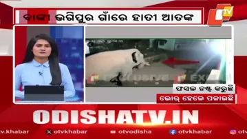 Tusker Roams Village at Midnight, Panic Grips Bhogipur Near Chandaka–Dampara