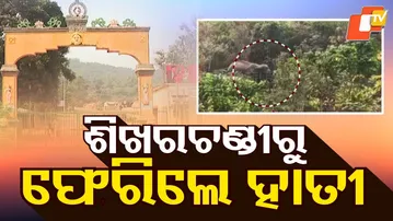 Tuskers Return from Shikharchandi Hill, Move Back to Bharatpur Forest