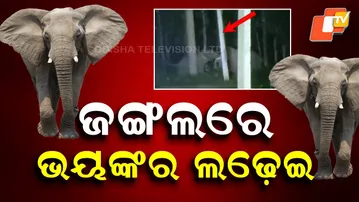 Fierce Fight Between Two Tuskers on Sundargarh Road Caught on Camera