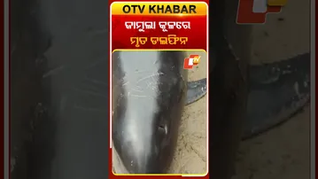 ଜାମୁଲା ମୁହାଣରେ ଳାଗିଛି ମୃତ ଡଲଫିନ୍‌  #OTVshorts #Jamula #Chandbali #Dolphine
