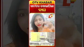 ଖଟରେ ଶୋଇଥିଲା  ବାଘ #OTVShorts #Nagpur #Leopard #Attack