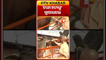 ଗୋମାତାଙ୍କୁ ଖୁଆଇଲେ ଯୋଗୀ  #OTVshorts #Gomata #Jogiadityanath