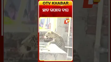 ନାଗପୁରରେ ବାଘ ଆତଙ୍କ ୭ ଆହତ #OTVShorts #TIger  #Nagpur