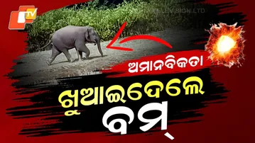 Special Story: Humanity Lost: Elephant Injured After Being Fed Explosive